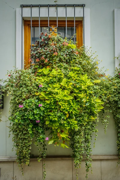 Oude venster met bloemist — Stockfoto