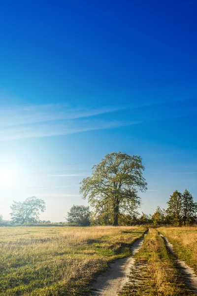 Tree in field at sunset — Stock Photo, Image