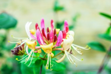 Lonicera caprifolium
