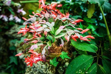 Schlumbergera