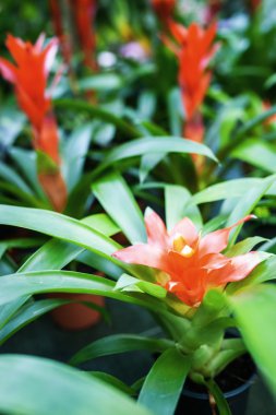 Guzmania