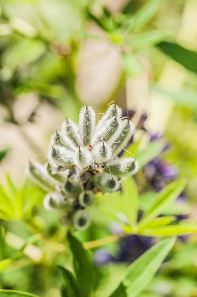 Lupinus — Stock Photo, Image