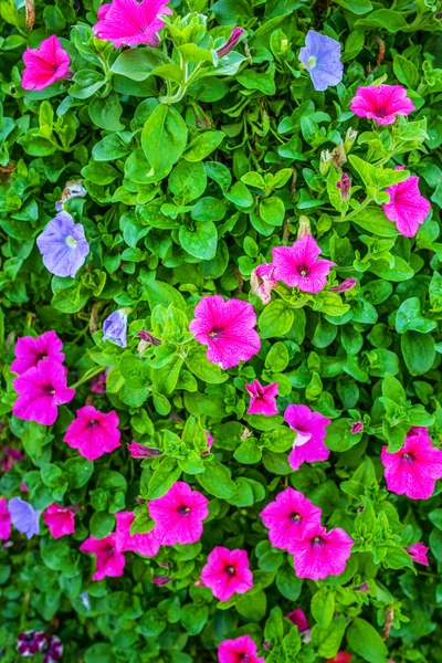 Petunia ozdobna — Zdjęcie stockowe