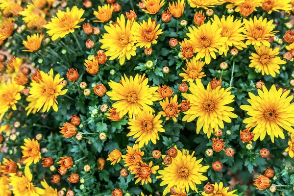 Chrysanthèmes — Photo