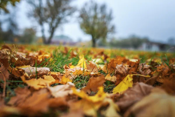 Herabgefallenes Laub — Stockfoto