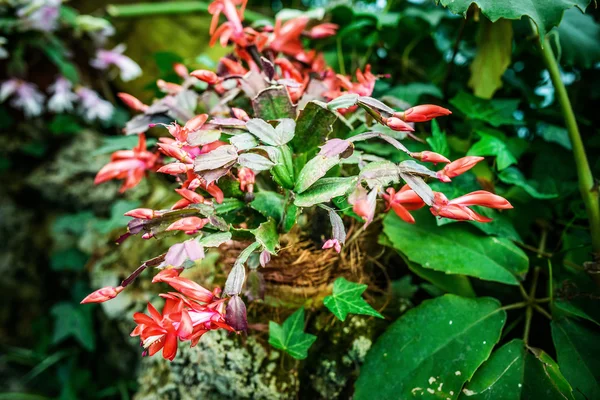 Schlumbergera — Zdjęcie stockowe