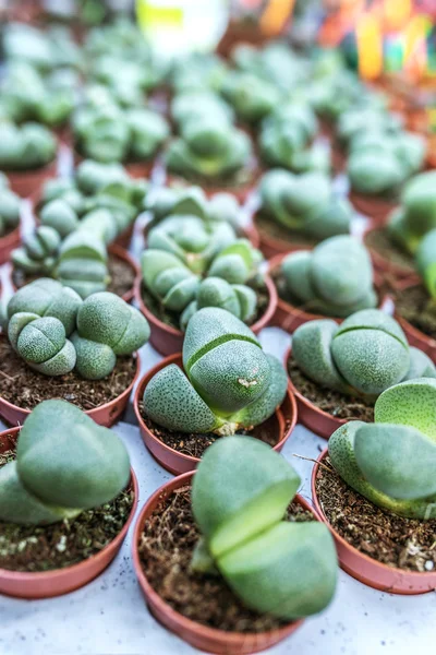 Pleiospilos — Foto de Stock