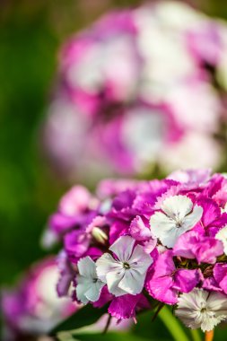 Dianthus barbatus