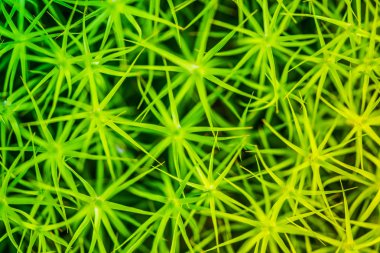 polytrichum komünü