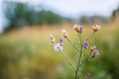 Cirsium