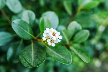 Peperomia