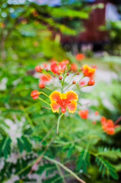 Caesalpinia — Stockfoto