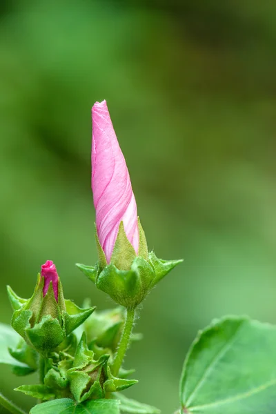 Malva — Stockfoto