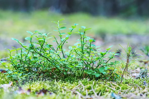 蓝莓是多年生开花植物 — 图库照片