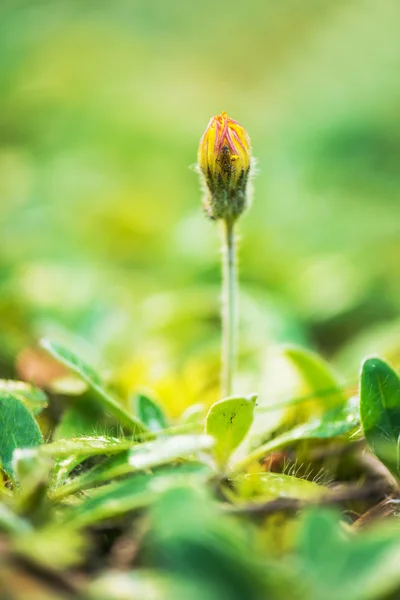 Hieracium — Stok fotoğraf