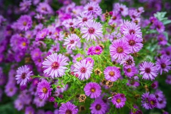 Symphyotrichum novi-belgii — Foto Stock