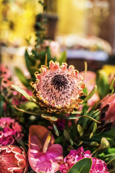 Protea — Foto de Stock