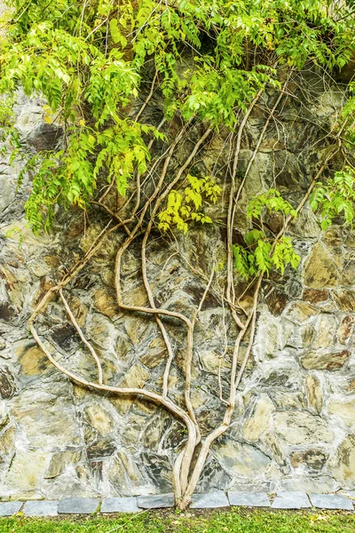 등나무 — 스톡 사진