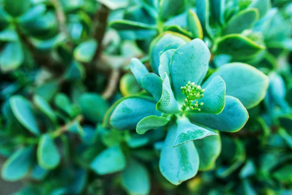 Kalanchoe. —  Fotos de Stock