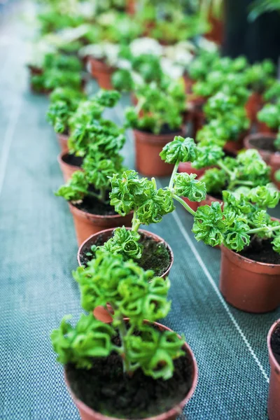 Pelargonium odoratissimum — Fotografia de Stock