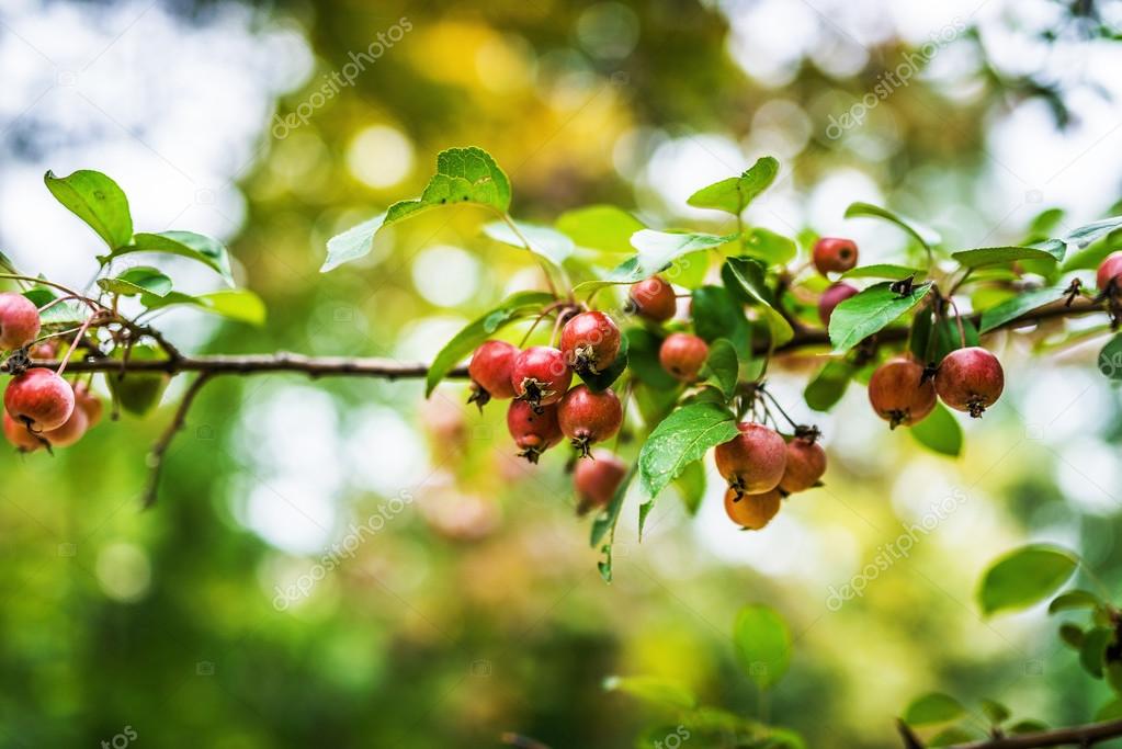 Malus sylvestris