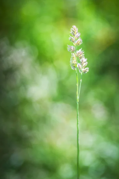 Dactylis glomerata — Stockfoto