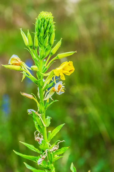 Oenothera — Stockfoto