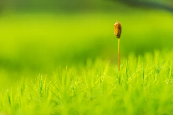 Polytrichum komünü — Stok fotoğraf