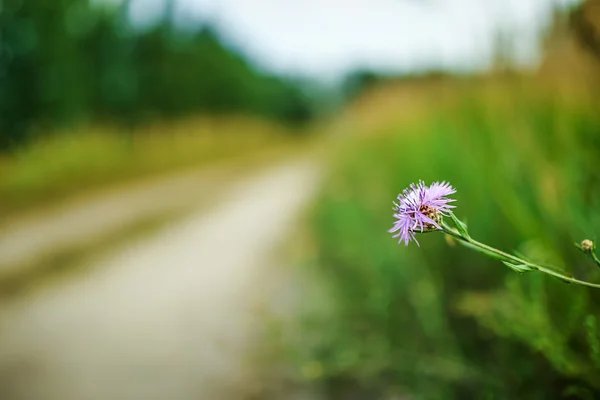 Scabiosa Centaurea — Fotografia de Stock