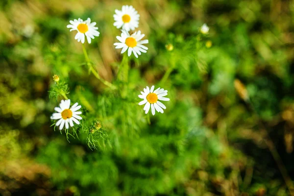 Matricaria chamomilla — Stock Photo, Image