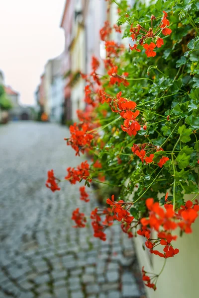 Pelargonium odoratissimum — Stockfoto