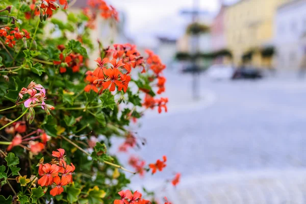 Pelargonium odoratissimum — Stock Photo, Image