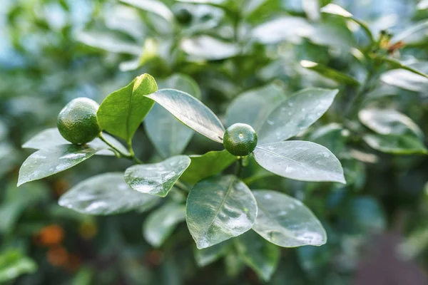 Key lime — Stock Photo, Image