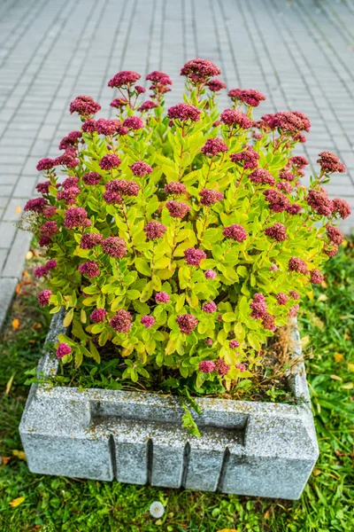 Sedum Hylotelephium — Stock Image Sedum Hylotelephium Stock Image