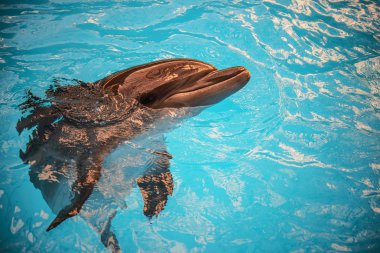 yunus havzası oceanarium