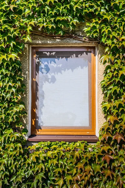 Windows täckt av murgröna — Stockfoto