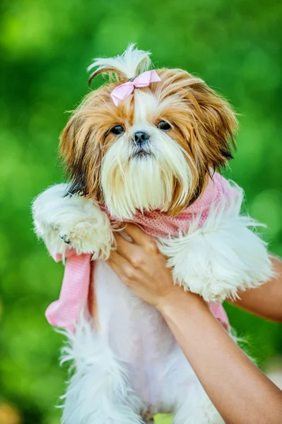 Joven mujer sostiene perro sus brazos — Foto de Stock