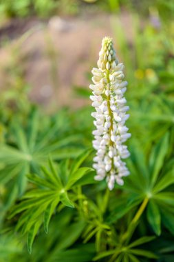 Lupinus