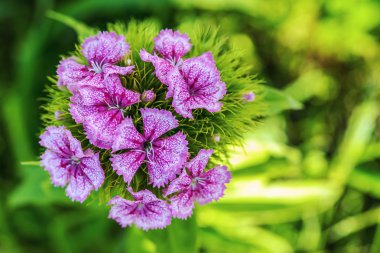 Dianthus barbatus