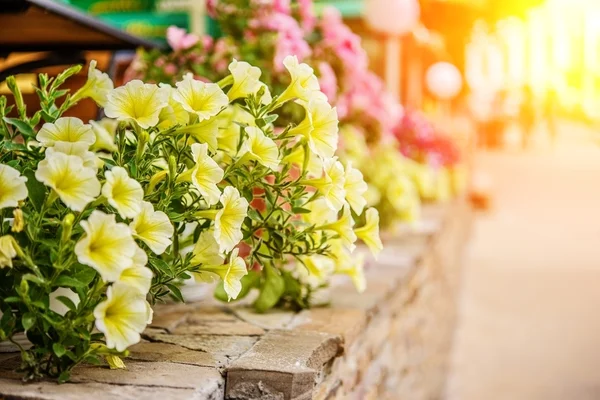 Yellow petunia — Stock Photo, Image