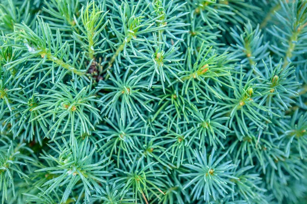 Ramas de árboles jóvenes — Foto de Stock