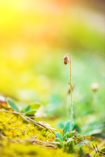 Gemeente polytrichum — Stockfoto