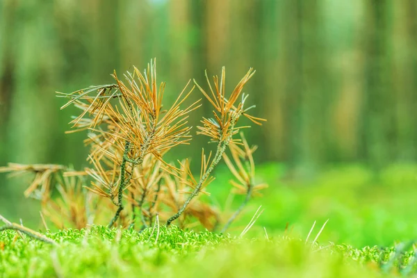 Árbol de pelaje seco —  Fotos de Stock