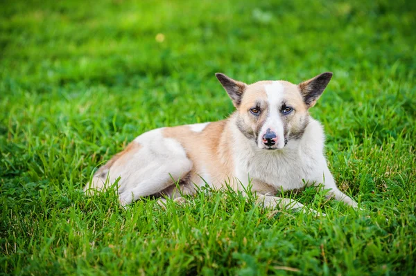 Kleiner Hund halten Blume im Mund 2 — Stockfoto © Alekcey 1650552