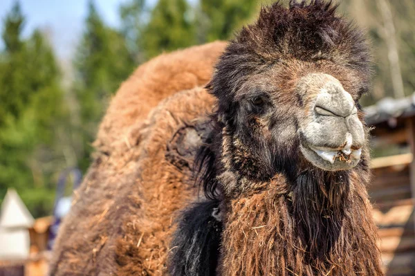 Camelus bactrianus — Foto de Stock
