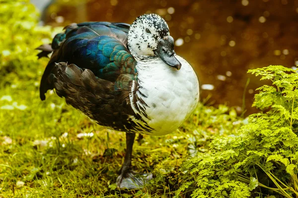 Yeşil sahil Şehir Parkı üzerinde ördek — Stok fotoğraf