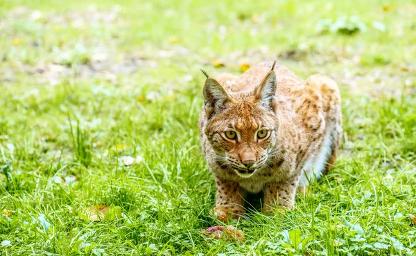 Eurasian lynx — Stock Photo, Image