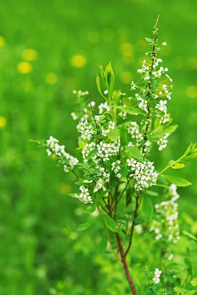 Amelanchier — стокове фото