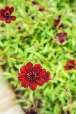 Cosmos çikolata