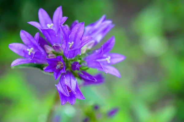 Campanula — Stockfoto